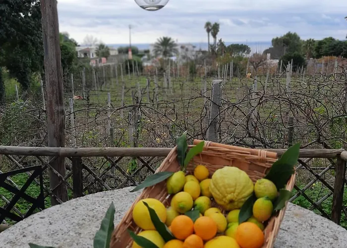 Il Vitigno Di Dioniso Forio di Ischia