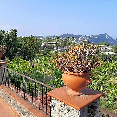 Il Vitigno Di Dioniso 酒店 Forio di Ischia
