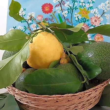 Il Vitigno Di Dioniso Forio di Ischia