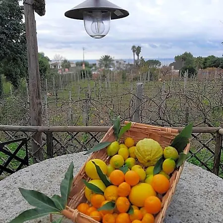 Il Vitigno Di Dioniso