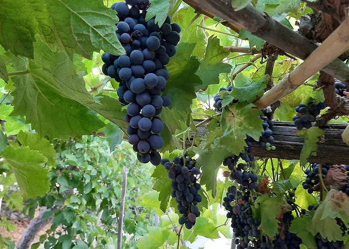 Il Vitigno Di Dioniso