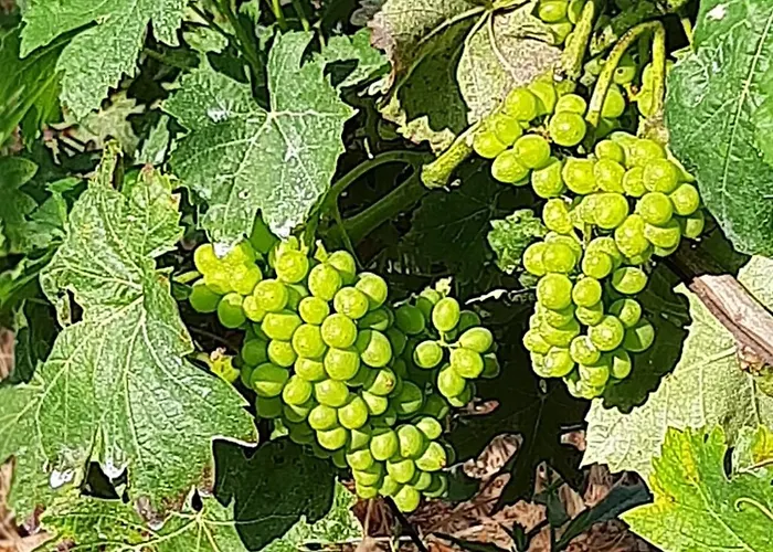 Il Vitigno Di Dioniso Отель Форио