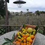 Il Vitigno Di Dioniso Forio di Ischia