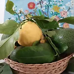 Il Vitigno Di Dioniso 3*