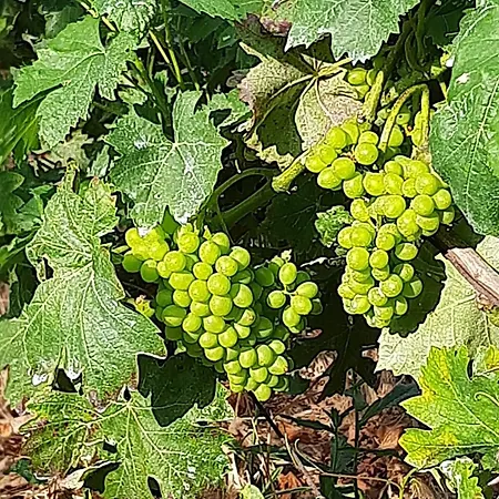 Il Vitigno Di Dioniso Hotel Forio di Ischia